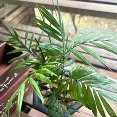 チャメドレア・エレガンス （Chamaedorea elegans）の画像
