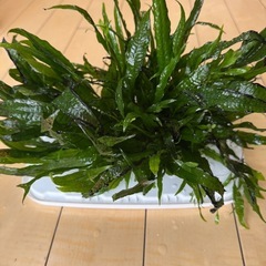 ミクロソリウムの画像