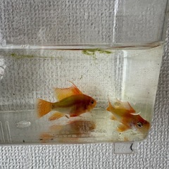 ゴールデンラミレジィ　ペアの画像