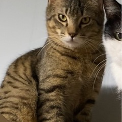 新しい家族を募集