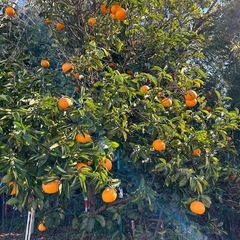 ※引き取り待ちです💫特大💫田舎の八朔‼️の画像