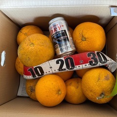 ※引き取り待ちです💫特大💫田舎の八朔‼️の画像