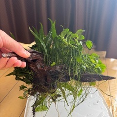 流木 アヌビアス ミクロソリウムの画像