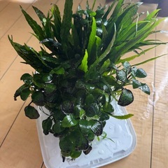 流木 アヌビアス ミクロソリウムの画像