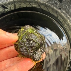 溶岩石 ウィローモスの画像