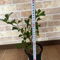 観葉植物　トライアンギュラス　500円の画像