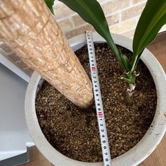 観葉植物　ドラセナ　1000円の画像