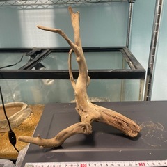 爬虫類　流木の画像