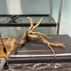 爬虫類　流木の画像