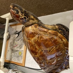 亀置物の画像