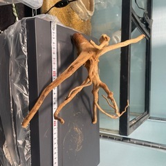 爬虫類　流木の画像