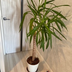 【受取者決定しました】ユッカの画像