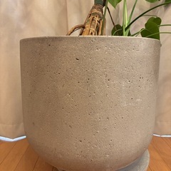 大型幹上がりモンステラ＆無印良品セメント13号？鉢セットの画像