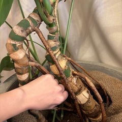 大型幹上がりモンステラ＆無印良品セメント13号？鉢セットの画像