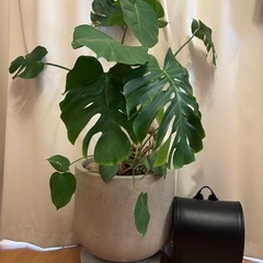 大型幹上がりモンステラ＆無印良品セメント13号？鉢セットの画像