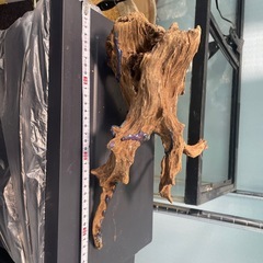 爬虫類　流木の画像