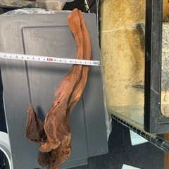 爬虫類　流木の画像