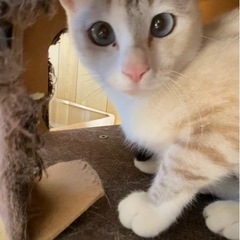 新しい家族を募集