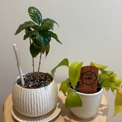 受付停止中 観葉植物　コーヒーの木　と　ポトス・ライム　　の画像