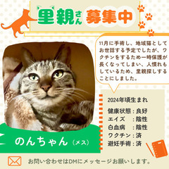 静かでおだやか「のんちゃん」