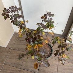 バラ　レッドレオナルドダビンチの画像