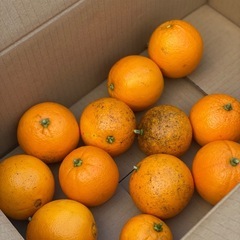 2/10在庫あります🙂 農薬不使用　ネーブル 発送可能の画像