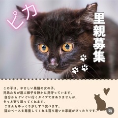 トライアル中　穏やかで時に甘えん坊の「ピカちゃん」