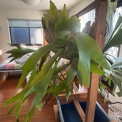 ビカクシダ　ネザーランド　板付けきの画像