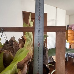 ビカクシダ　ネザーランド　板付けきの画像