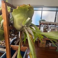 ビカクシダ　ネザーランド　板付けきの画像