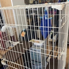 キャットフレンドルーム　　リサイクルショップ宮崎屋　佐土原店　26.2.1の画像