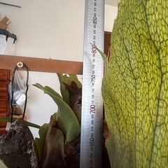 ビカクシダ　ネザーランド　板付けの画像