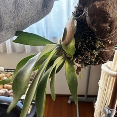 ビカクシダ　ベイチー　板付けあの画像