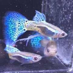 ブルーグラスグッピー稚魚 親個体綺麗 5匹600円／10匹1000円の画像