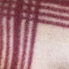 カシミヤ羊毛こんの画像