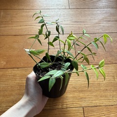 ホヤベラ　苗の画像