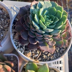 多肉植物　大きい苗も入ります！ＡSETの画像