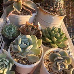 多肉植物　大きい苗も入ります！ＡSETの画像