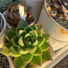 多肉植物　大きい苗も入ります！ＡSETの画像