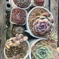 多肉植物　B SETの画像