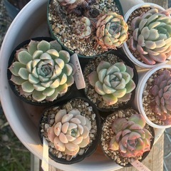 多肉植物　エケベリア　Cセットの画像