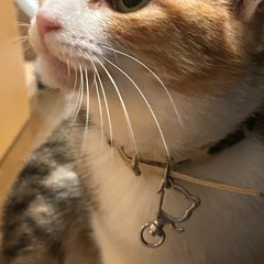 面倒見の良い三毛猫ママ