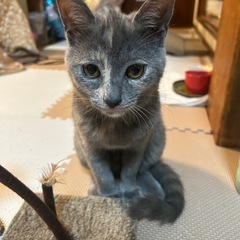 トライアル中【母娘での譲渡希望】やんちゃなパステルサビ猫  - 猫