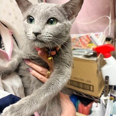 可愛いロシアンブルー