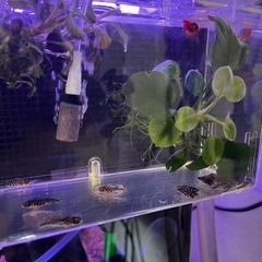 ゴールデンレオパードタティア28の画像