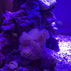 サンゴ　ウミキノコの画像