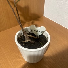 （受け渡し者決定）ガジュマルの画像