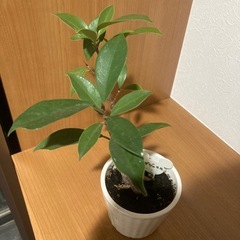 （受け渡し者決定）ガジュマルの画像