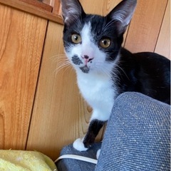 新しい家族を募集