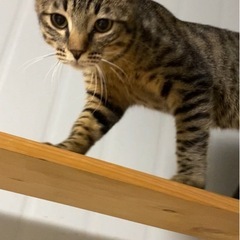 新しい家族を募集